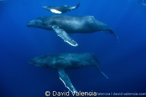 An escort male pursues a momma and calf humpback whale. I... by David Valencia 